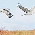 Two Sandhill Cranes in Flight (matted print 8x12) JAH-14-